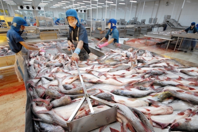 4 điều kiện cơ sở nuôi cá Tra thương phẩm phải đáp ứng